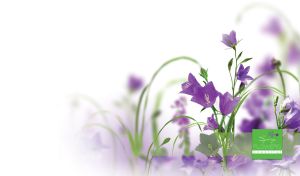 Beautiful purple bellflowers on a white vignette background
