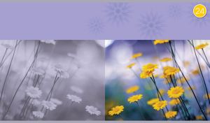Wildflower meadow with yellow daisies on a light violet floral background
