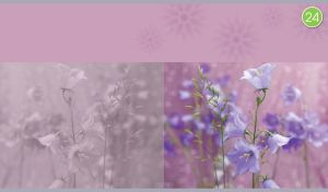 Wildflower meadow with violet harebell on a light purple floral background