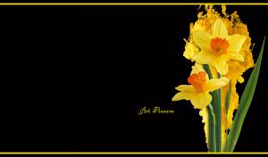 Yellow daffodil flower art against a yellow ink cloud on black