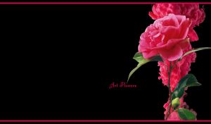 Pink rose flower art against a fuchsia pink ink cloud on black