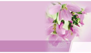 Delicate cuckoo flowers closeup on a pastel purple-pink background