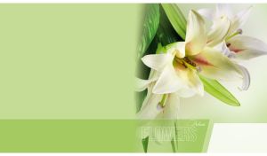 Delicate easter lily flowers closeup on a pastel green background