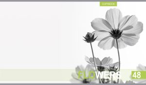 Black and white closeup of cosmos flowers on a white background