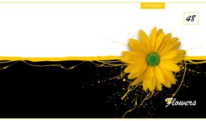 Yellow daisy single flower head closeup on a black and white background