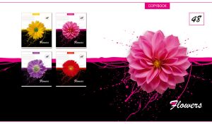 Fuchsia dahlia single flower head closeup on a black and white background