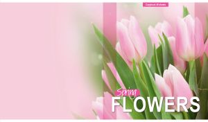 Floral Grace | Soft-Focused Spring Flowers on Pastel Hues