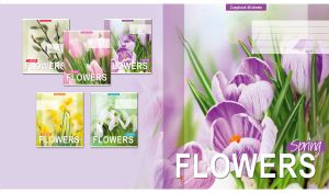 Elegant violet-white crocuses close-up on a pastel purple blurred background