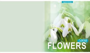 Elegant white snowdrops close-up on a pastel green blurred background