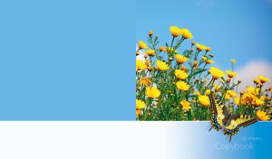 Crown daisies and a swallowtail butterfly against a clear light blue sky