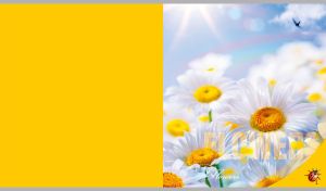 White daisies against a blurry light blue summer sky on yellow