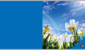 White tulips in bloom against the blue summer sky