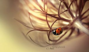 Low angle view of a ladybug on spiky flower on a pastel brown tonal background
