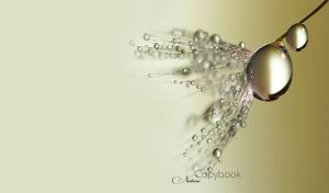 Close-up view of droplets on a dandelion on an olive tonal background