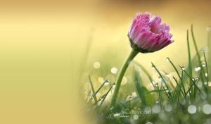Close-up view of a pink daisy covered in dew on a yellow-brown tonal background