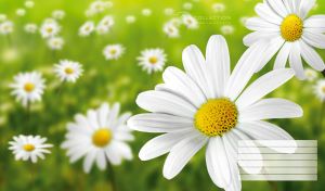 Full-page macro shot of white daisies with a blurry green garden background