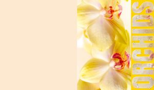 Orchid Epiphanies | Close-Ups of Petals in Bloom