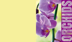 A close-up of purple orchids on a pastel yellow-green background
