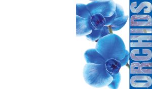 A close-up of blue orchids on a white background