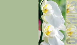 A close-up of white orchids on a pastel green background