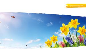 Daffodils and hyacinth in the daylight on a white torn paper background