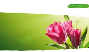 Pink tulips covered with dew in the sunlight on a white torn paper background