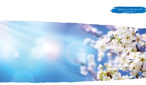 White sakura blossom in the daylight on a white torn paper background