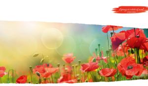 Field of red poppies in the daylight on a white torn paper background