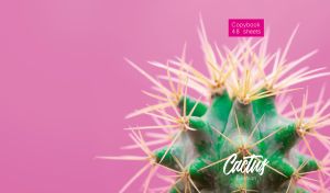 Ferocactus histrix cactus closeup on a pastel fuchsia pink backdrop