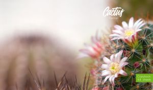Blooming Mammillaria cactus closeup on a pastel brown-green gradient