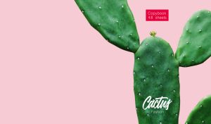 Opuntia Burbank spineless cactus closeup on a pastel pink backdrop