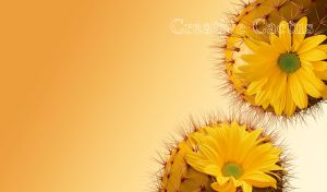 White gerberas on olive cacti on a yellow monochrome backdrop