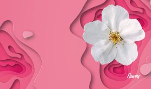 A white cherry blossom on a pink 3D paper-cut style wavy background