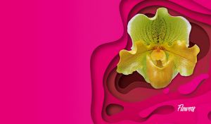 A lime-yellow moth orchid on a fuchsia 3D paper-cut style wavy background