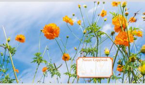 Field of yellow-orange cosmos flowers against the blue sky