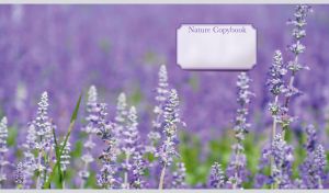 Green field of violet Salvia flowers on blurred background