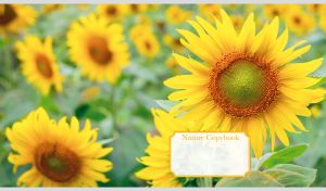 Green field of yellow sunflowers on blurred background