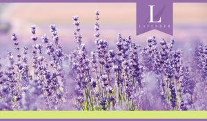 Close-up of a lavender field blooming under a purple and pink sunset