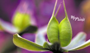 Magic World | Enchanted Botanical Beauty | Flower Stamens & Pistils | Macro