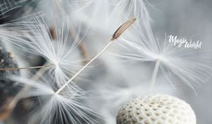 Macro photography of soft dandelion seeds on a pastel grey backdrop