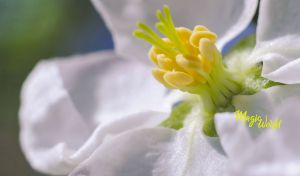 Macro photography of a delicate white jasmine on blurred green backdrop