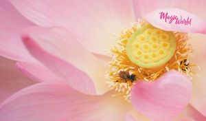Macro photography of bees on a pastel pink lotus