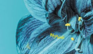 Macro photography of a blue Amaryllis flower on a teal backdrop