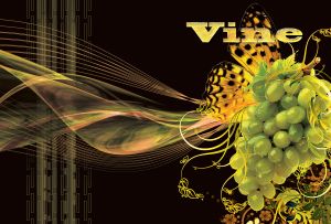 Bunch of grapes close up, decorated with butterfly and vector elements on black