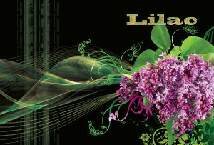 Bunch of lilac decorated with vector elements and swirl floral design on black