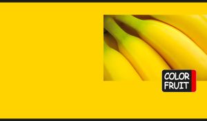 A bunch of bananas in close-up on a yellow monochrome