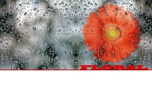 Floral | Flowers Behind Raindrop-Kissed Glass | on White