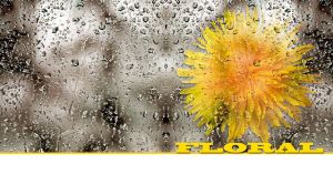 Yellow dandelion behind wet glass on a white backdrop