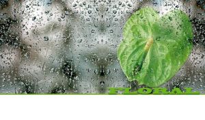 Green Anthurium behind wet glass on a white backdrop