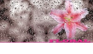 Pastel pink lily behind wet glass on a white backdrop